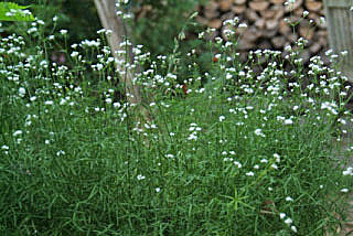 Asperula tinctoriaVerfbedstro bestellen